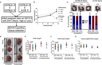 ZIKV Disrupts Placental Ultrastructure and Drug Transporter Expression in Mice